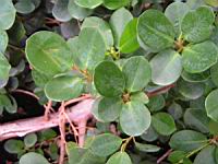 Figuier de Natal, Ficus natalensis (fam Moracees) (Afrique du Sud, Zimbabwe, Mozambique) (Photo F. Mrugala) (3)